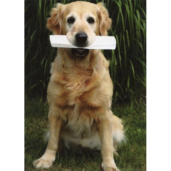 Recycled Paper Greetings Bury Birth Certificate Dog Funny / Humorous Birthday Card