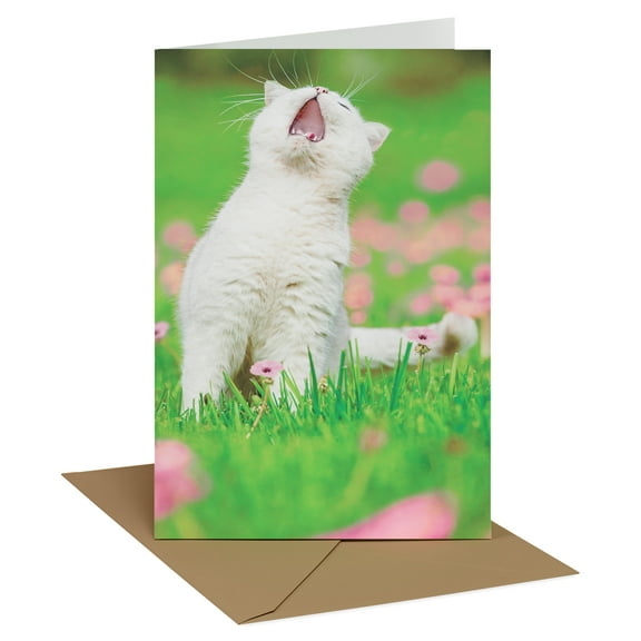 Recycled Paper Greetings Funny Birthday Card Featuring White Cat (Meow-tastic Celebration)