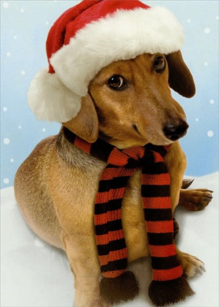 Recycled Paper Greetings Weinerful Time Dachshund Dog Christmas Card