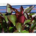 thumbnail image 1 of Red Abyssinian Banana Starter Plant, 1 of 3