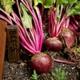 thumbnail image 1 of Red Ace Hybrid Beet Seeds - 3 g Packet ~125 Seeds - Non-GMO, Hybrid - Root Vegetable Garden Seeds, 1 of 2