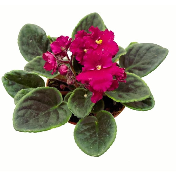 Red African Violets Live Plant, Random Red Flowers Streptocarpus, Indoor Flower Plants, Blooms All Year Round 4 Inch Pot