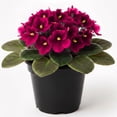 thumbnail image 1 of Red African Violets Live Plants, 4 Inch Pot African Violet Plant, Vibrant Flowers, Perennial Flowering Houseplant, 1 of 6