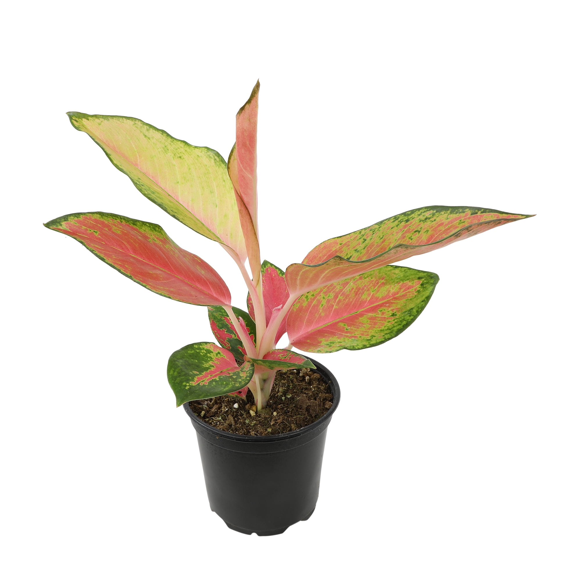 Aglaonema Red and Pink Variegated Indoor Plant in Black Plastic Pot