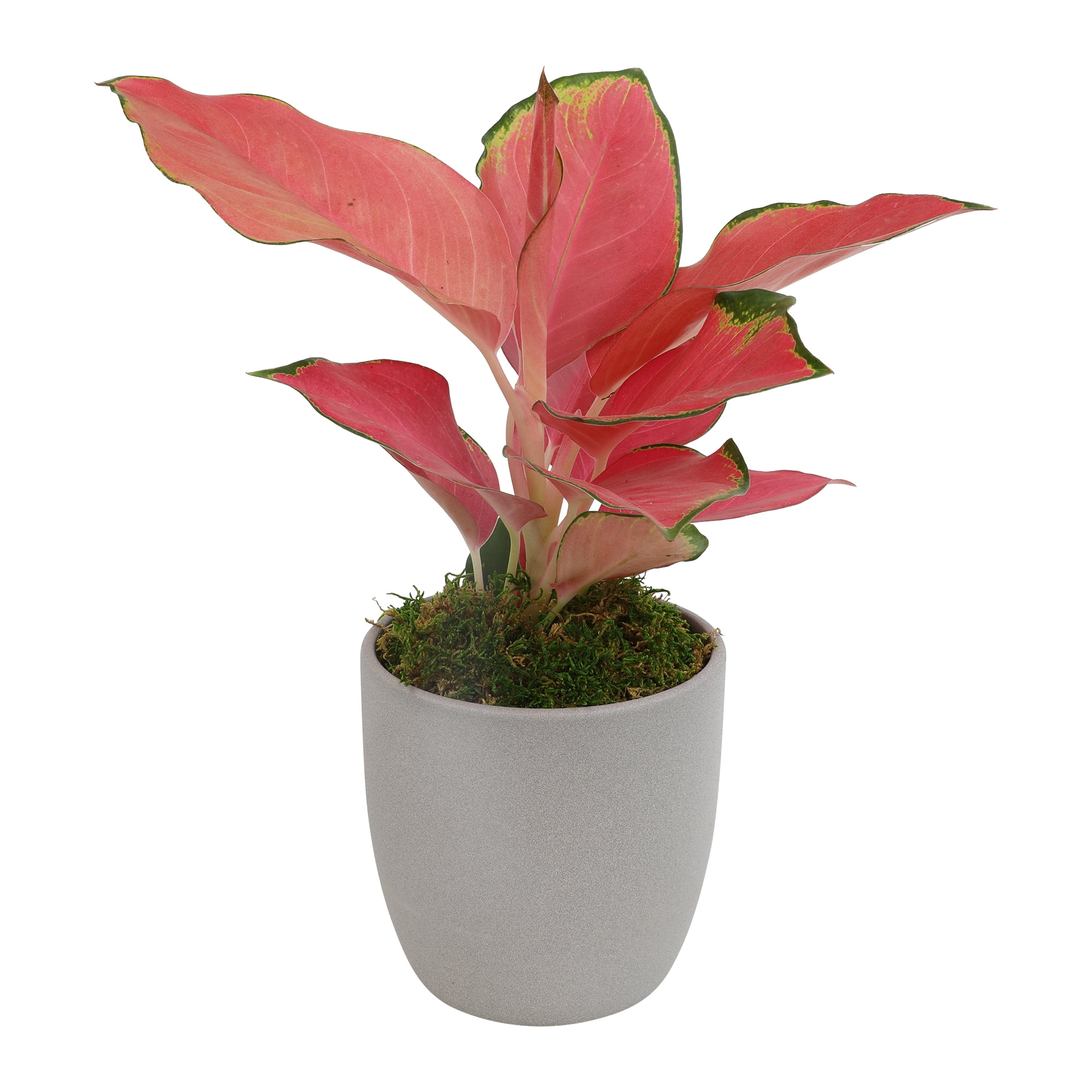 Aglaonema China Red in Gray Ceramic Planter