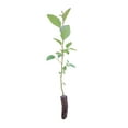 thumbnail image 1 of Red Alder | Medium Tree Seedling | The Jonsteen Company, 1 of 6