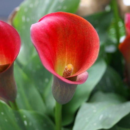 Red Alert Calla Lily Flower Bulbs - 3 Lilies Per Pack - Easy to Grow Live Plant - Attracts Butterflies and Hummingbirds - Grows Well in Containers - Deer Resistant, Good as Cut Flowers