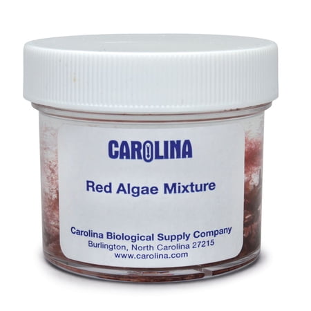 Red Algae Mixture, Living Culture, Sufficient Material For 30 Studets