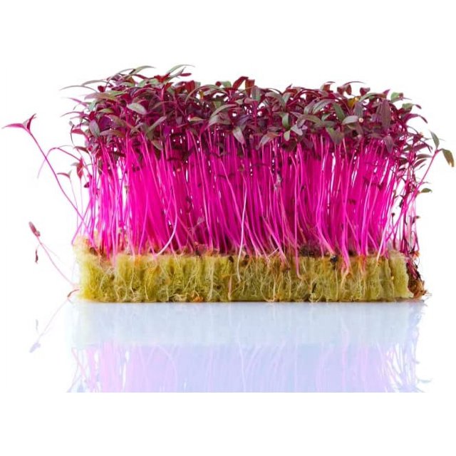 Red Amaranth Microgreen Sprouts Seed for Planting (500 Seeds)