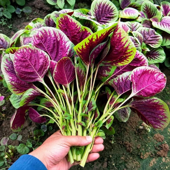 Red Amaranth Seeds for Planting (3500+ Seeds, 2g) Amaranthus Tricolor Seeds, Fast Growing Leafy Vegetable Seeds for Outdoor Gardens, Raised Beds & Containers