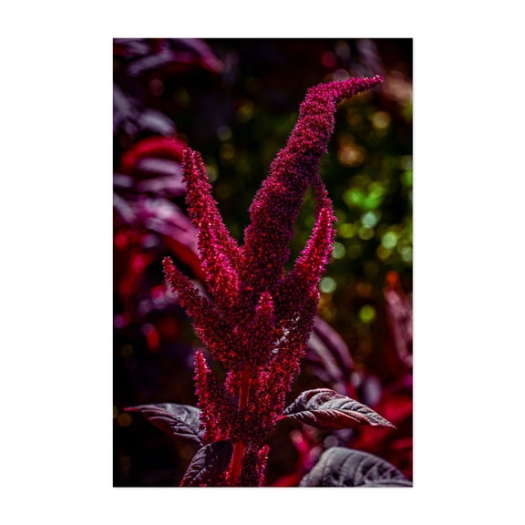 Red Amaranth flowers - Carmel Valley California Photography Botanical Floral Nature Garden Autumn Scenic Abstract Unframed Wall Art Print 20 x 30 inches
