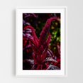thumbnail image 1 of Red Amaranth flowers - Carmel Valley California Photography Botanical Floral Nature Garden Autumn Scenic Abstract White Framed Wall Art Print 12 x 18 inches, 1 of 3