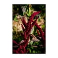 thumbnail image 1 of Red Amaranth tall - Carmel Valley California Photography Botanical Floral Nature Garden Flowers Scenic Autumn Unframed Wall Art Print 40 x 60 inches, 1 of 60