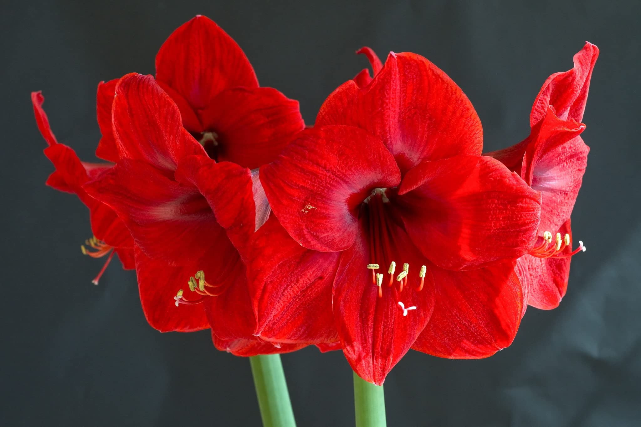 Red Amaryllis Bulb for Planting Flower Bulb