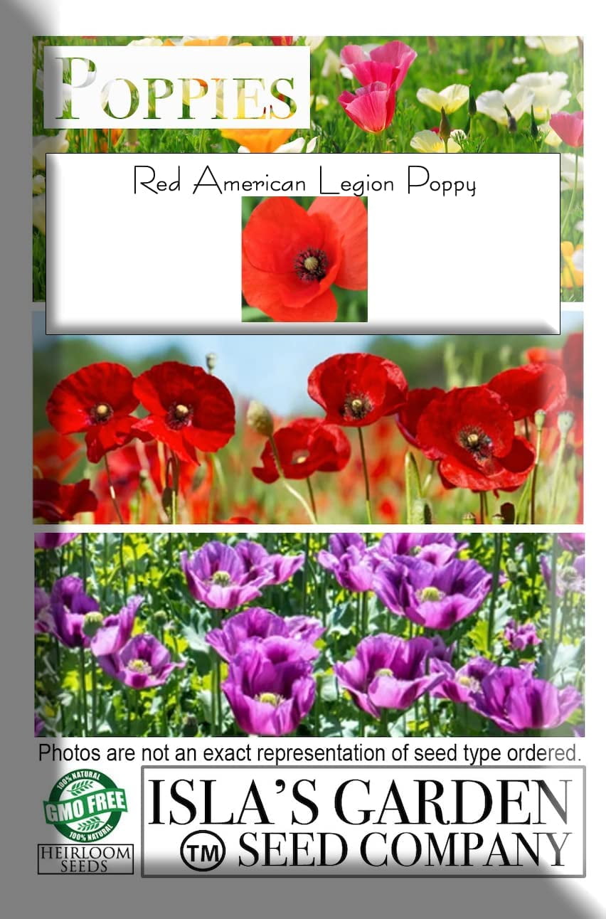 Red American Legion Poppy Seeds, 3000 Heirloom Flower Seeds Per Packet, Non GMO Seeds, Isla's Garden Seeds