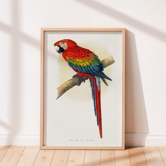 Red And Blue Macaw Vintage Poster, Bird Poster, Antique Animal, Vintage Poster Wall Art Decor, Bird Illustration, Unframed Poster Size 8x12