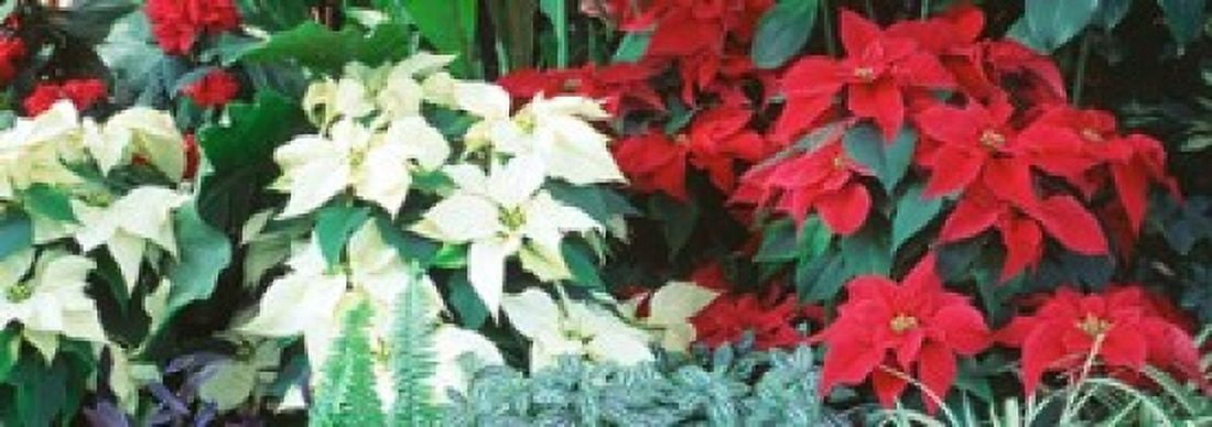 Red And White Poinsettias Canvas Art - Panoramic Images (34 x 12)