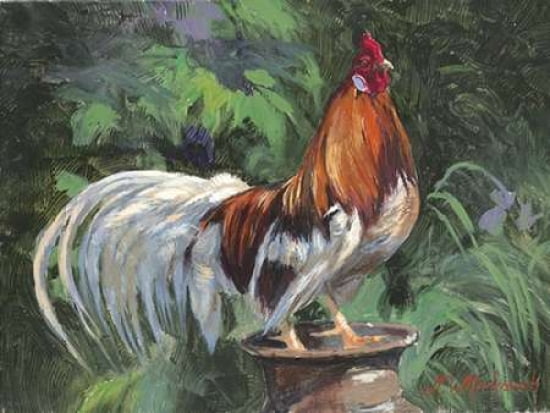Red And White Rooster Canvas Art - N Mirkovich (18 x 24)