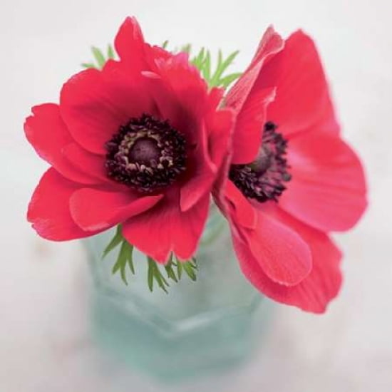 Red Anemones Canvas Art - Ian Winstanley (24 x 24)