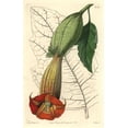 thumbnail image 1 of Red Angel'S Trumpet, Brugmansia Sanguinea Poster Print By ® Florilegius Mary Evans (18 X 24), 1 of 4