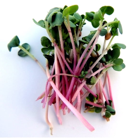 Red Arrow Radish Seeds/ Annual/ Full Sun/11K Seeds 1/4lb/ Zellajake Farm and Garden - B288