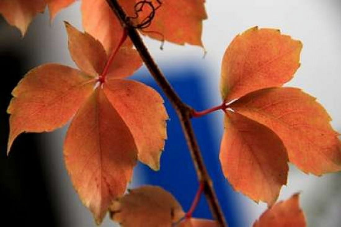 Red Autumn 2 Canvas Art - Michel Rauscher (20 x 28)