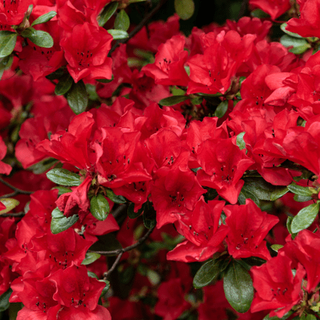 Red Azalea Plant in Pot, 6-10" Tall Vibrant Spring-Blooming Rhododendron Shrub, Great for Borders, Beds & Containers