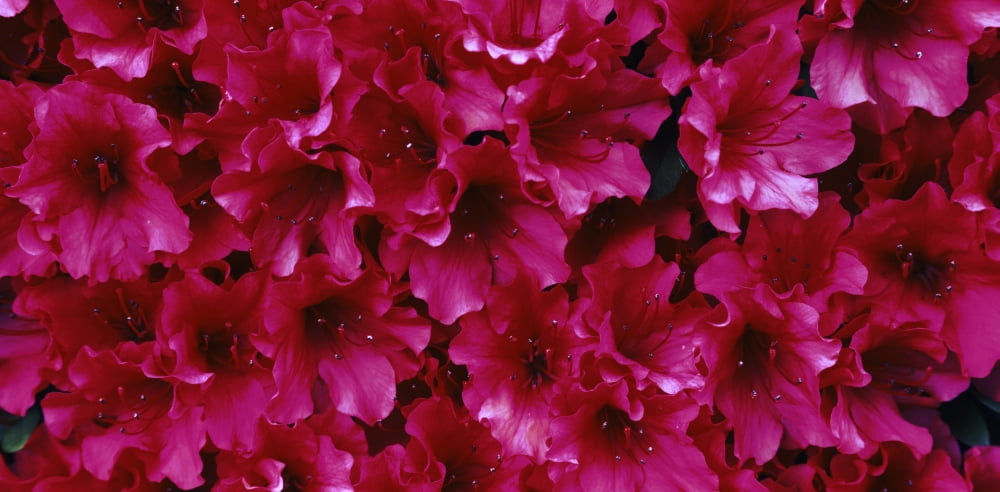 Red Azalea flowers Sacramento California USA Canvas Art - Panoramic Images (12 x 24)
