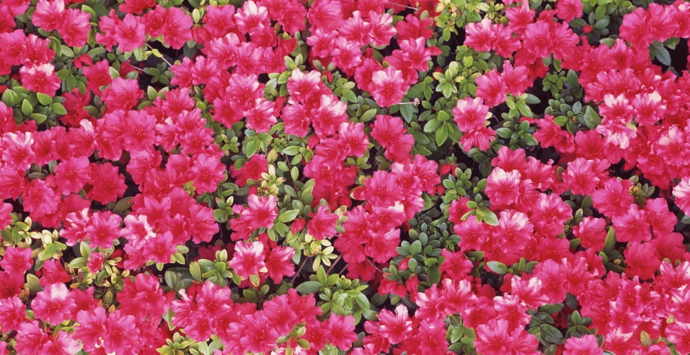 Red Azalea flowers Sacramento California USA Canvas Art - Panoramic Images (12 x 24)