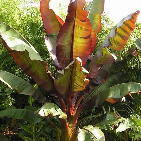 Red Banana Plant 4-7" Tall for Planting, Hardy Banana Plant Live, Tropical Ornamental Banana Plant Seedling, Red Banana Tree Well Rooted