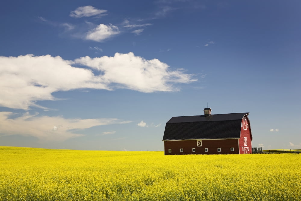 Red Barn In A Flowering Canola Field With Blue Sky And Clouds South Of High River Alberta Canada Canvas Art - Michael Interisano Design Pics (19 x 12)