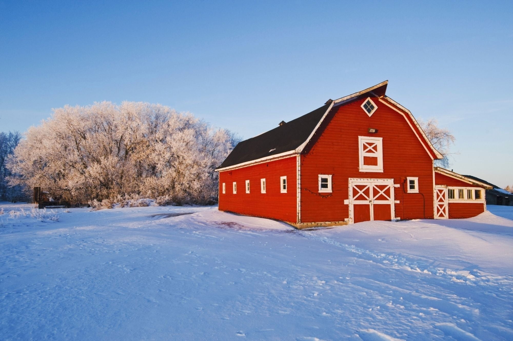 Red Barn Winter Near Oakbank Manitoba Canada Canvas Art - Dave Reede Design Pics (18 x 12)