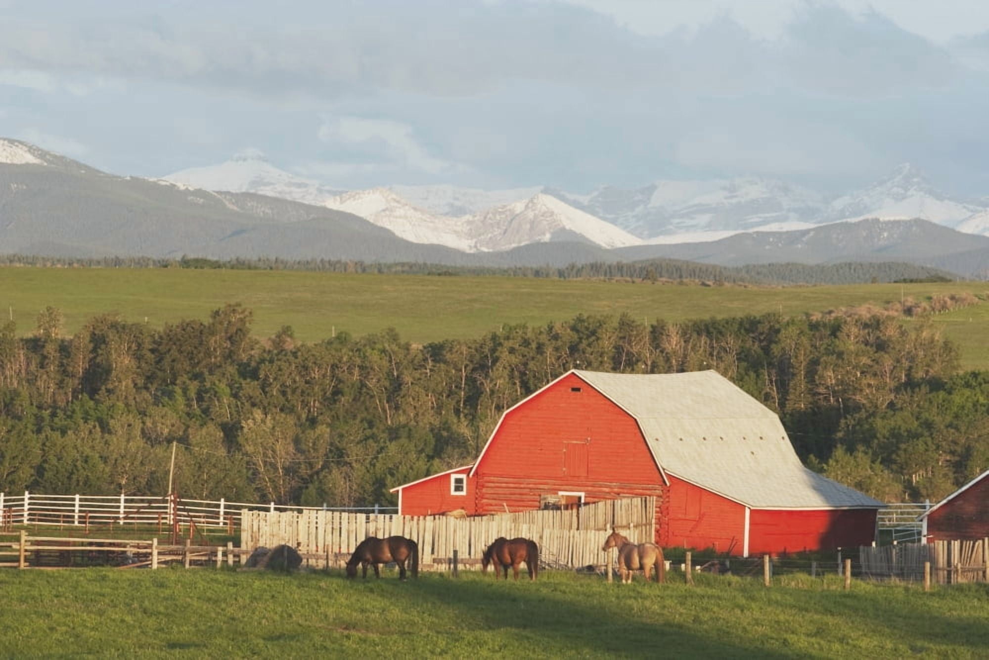 Red Barn With Horses Grazing Canvas Art - Michael Interisano Design Pics (38 x 24)