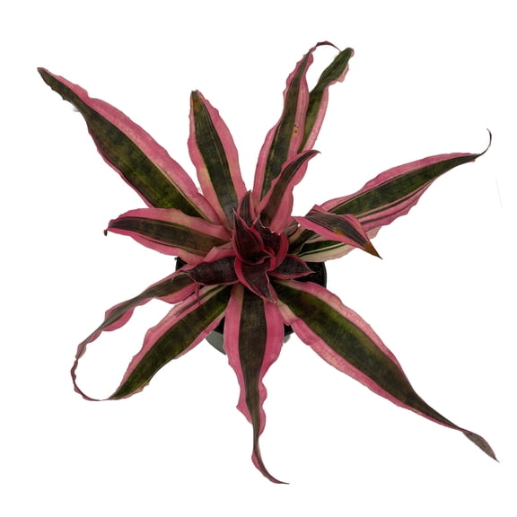 Red Baron Earth Star Plant - Cryptanthus -5" Pot
