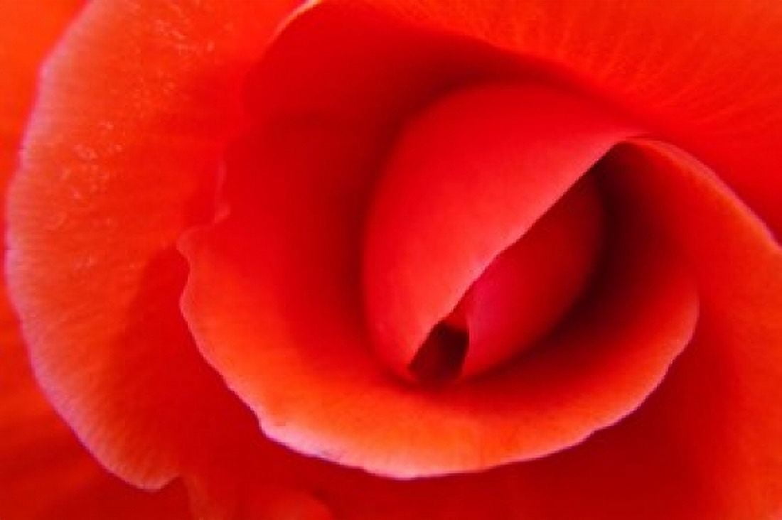 Red Begonia flower Victoria British Columbia Canvas Art - Terry Eggers DanitaDelimont (24 x 16)