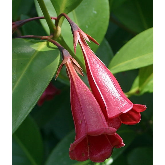 Red Bell Flower - Tree Lily - Portlandia coccinea - Indoors or Out - 4" Pot