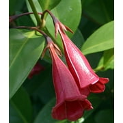 Red Bell Flower - Tree Lily - Portlandia coccinea - Indoors or Out - 4" Pot