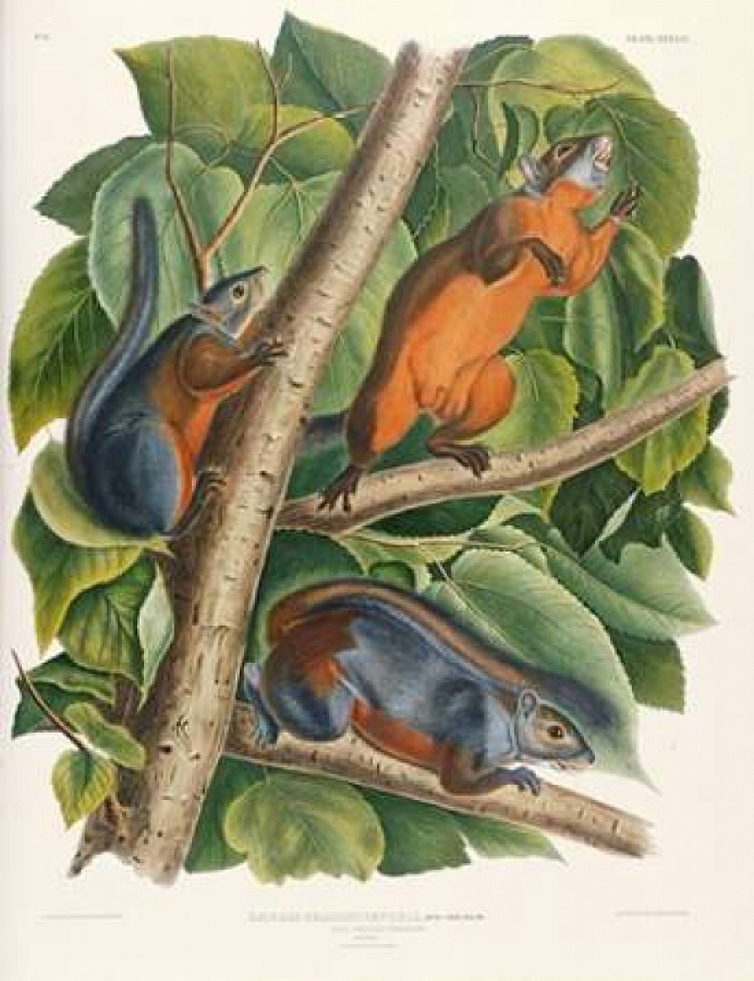 Red-Bellied Squirrel Canvas Art - John James Audubon (22 x 28)