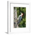 thumbnail image 1 of Red-Bellied Woodpecker, Animals Framed Art Print Wall Art by Gary Carter Sold by Art.Com, 1 of 6