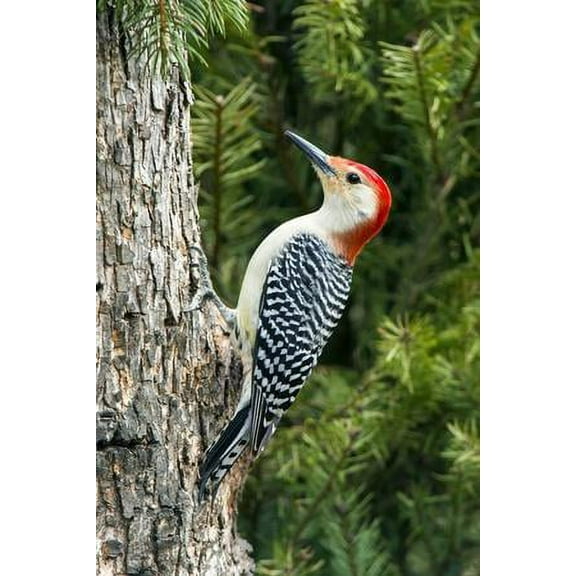 Red-Bellied Woodpecker, Animals Unframed Photographic Print Wall Art by Gary Carter Sold by Art.Com