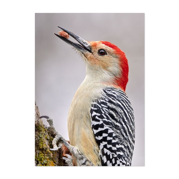Red Bellied woodpecker - Photography Bird Wildlife Animal Nature Woodland Scenic Unframed Wall Art Print 20 x 30 inches