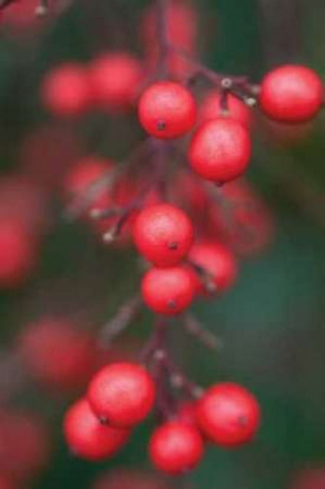 Red Berries I Canvas Art - Erin Berzel (20 x 28)