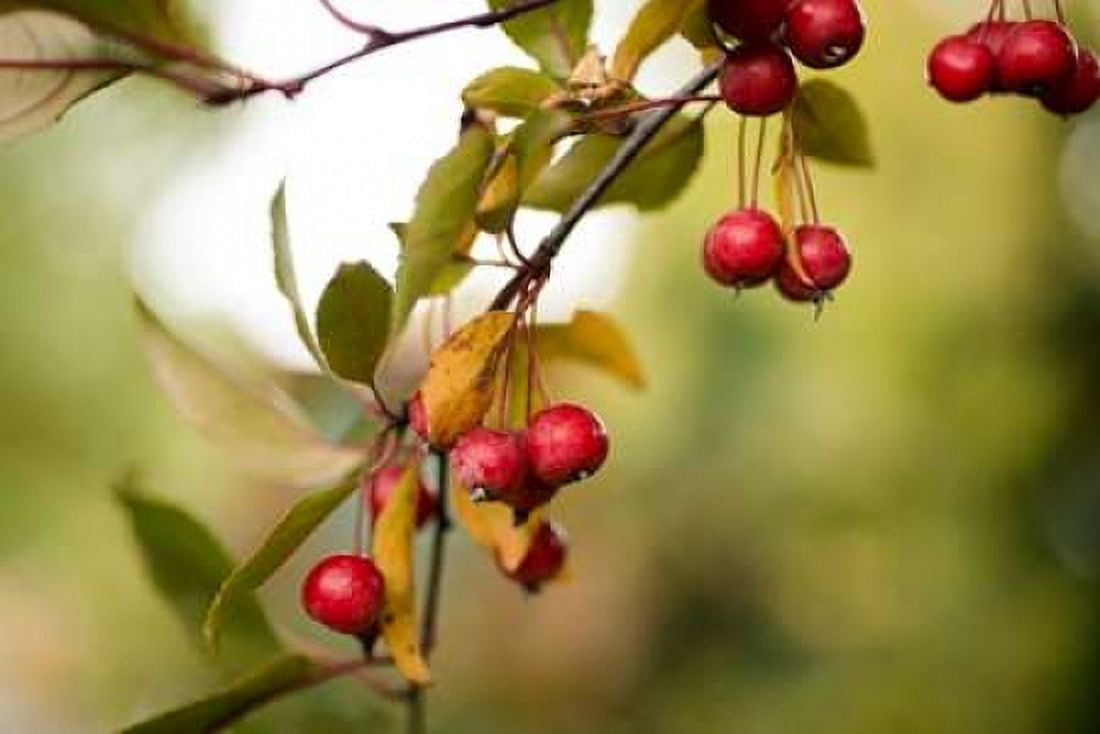 Red Berries I Canvas Art - Erin Berzel (24 x 36)
