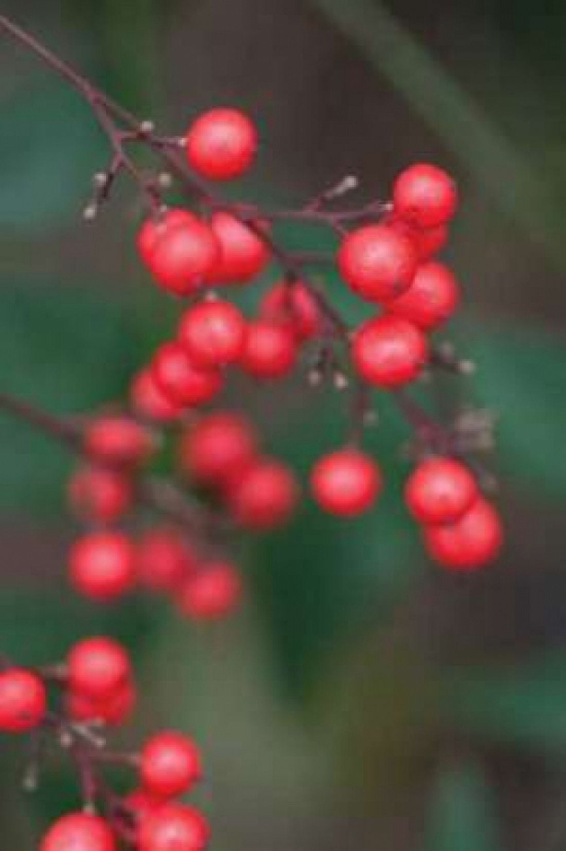 Red Berries II Canvas Art - Erin Berzel (20 x 28)