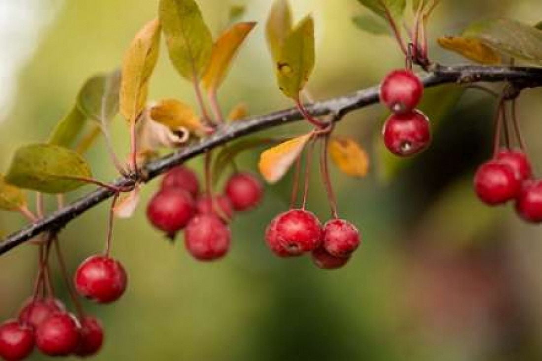 Red Berries II Canvas Art - Erin Berzel (24 x 36)