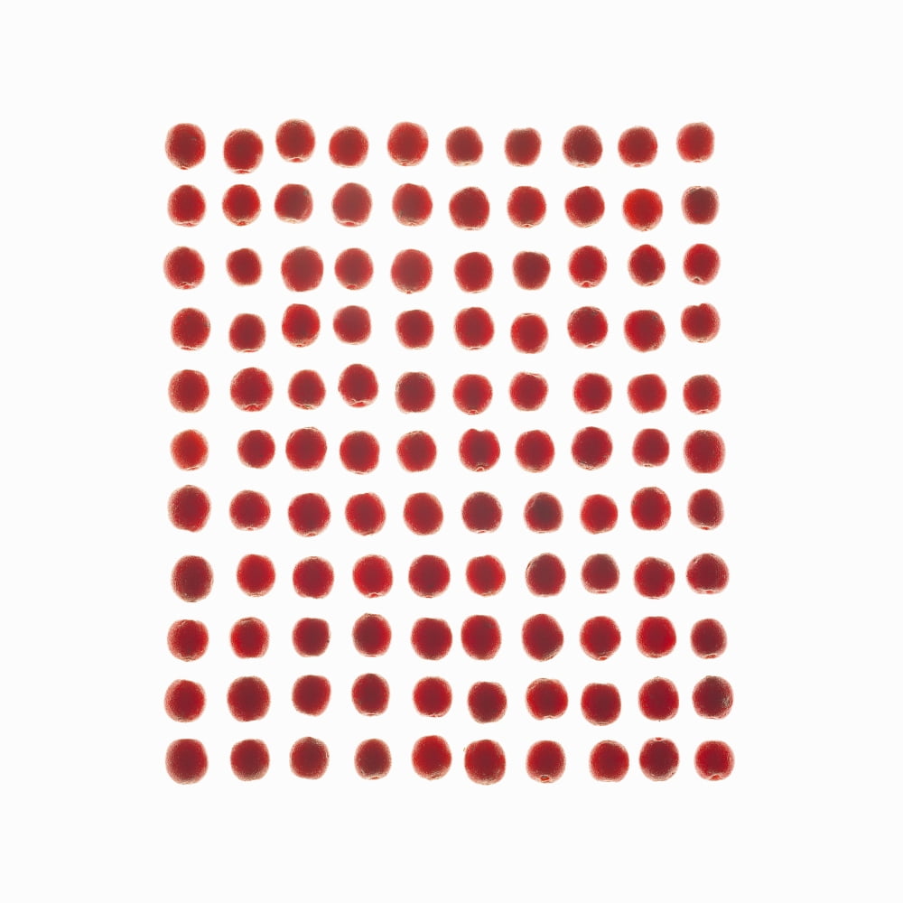 Red Berries In A Grid Canvas Art - Eric Kulin Design Pics (15 x 15)