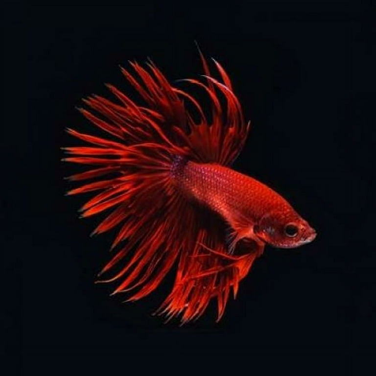 Premium top betta fish