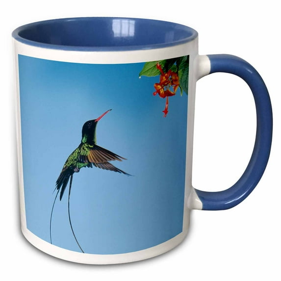 3drose, Red-billed Streamertail Bird, Montego Bay Jamaica - Na02 Rnu0740 - Rolf Nussbaumer, 11oz Two-tone Blue Mug