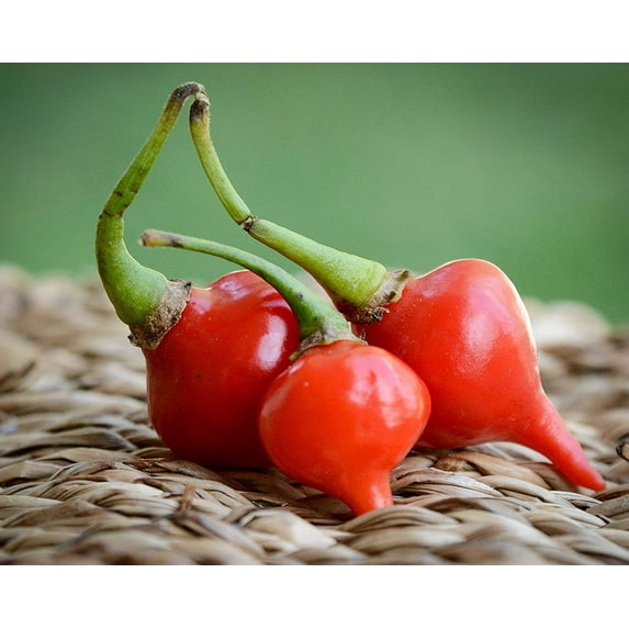 Sherwood's Seeds Packet Red Biquinho Chupetinho Heirloom Pickling Pepper Seeds
