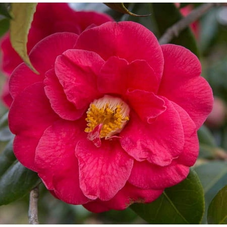 Red Bird Camellia in 4 inch pot *Cold and Heat Sensitive* Cannot Ship Out of the USA